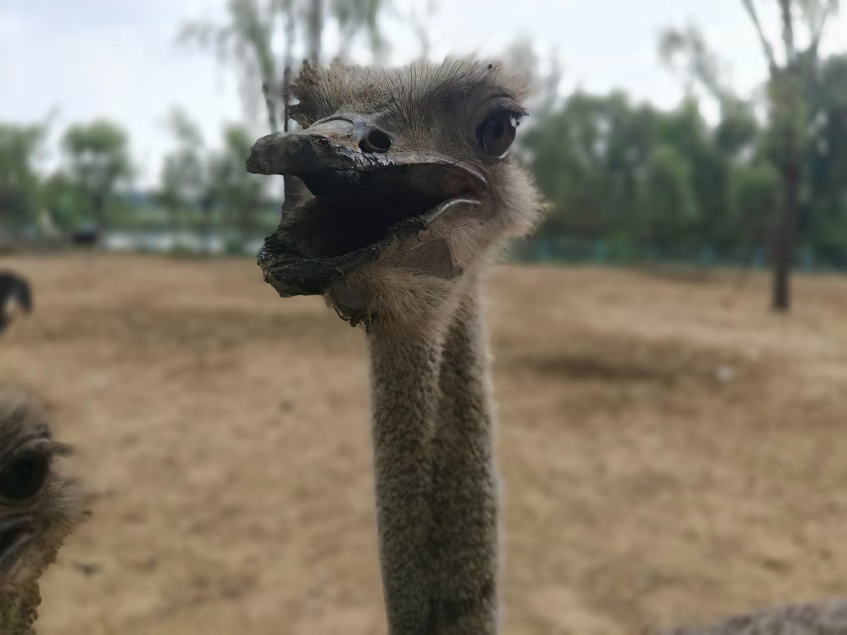 我张嘴你这不炸了（