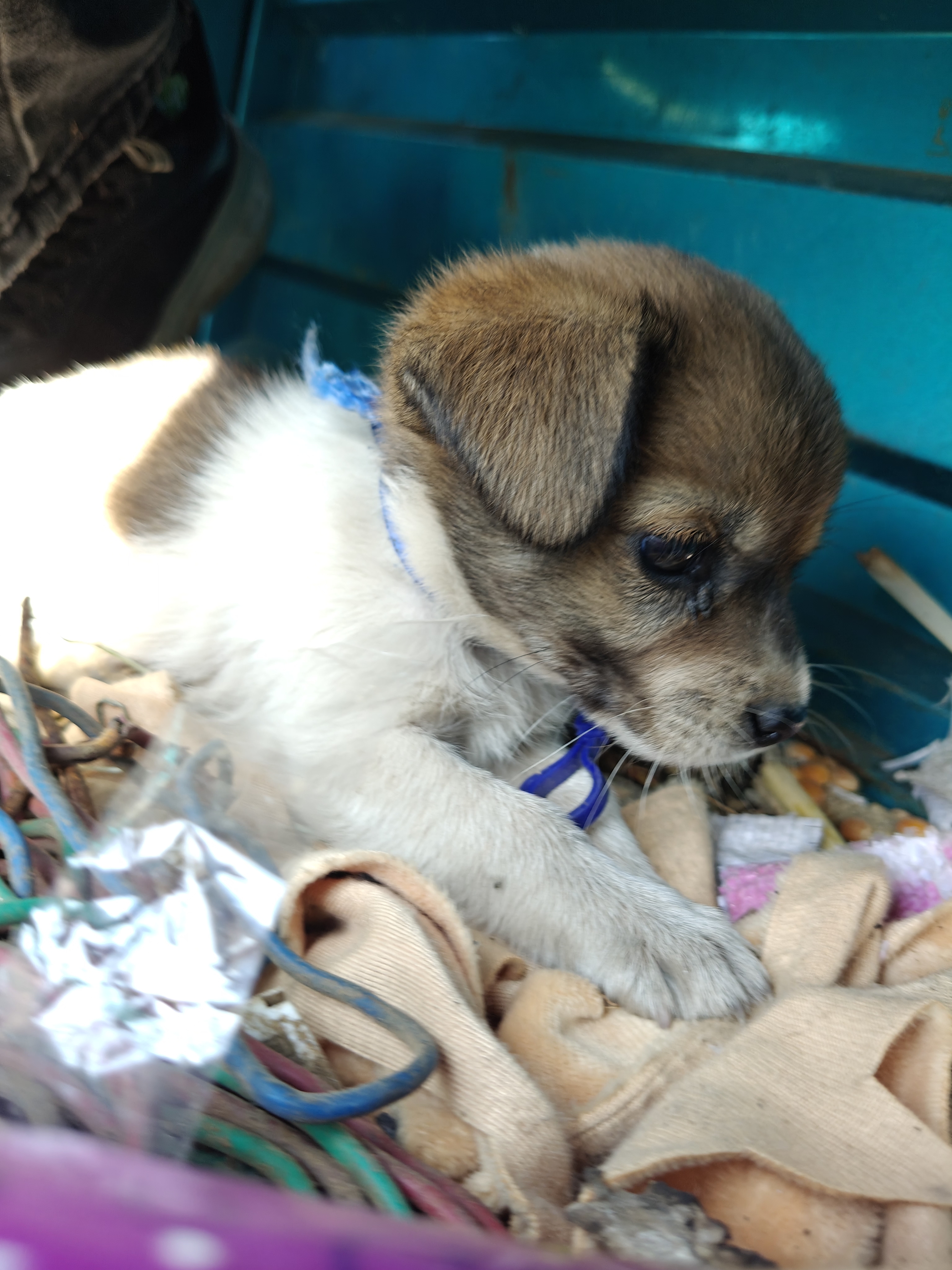 嘿！吃我·一爪  ⸜(๑'ᵕ'๑)⸝⋆*