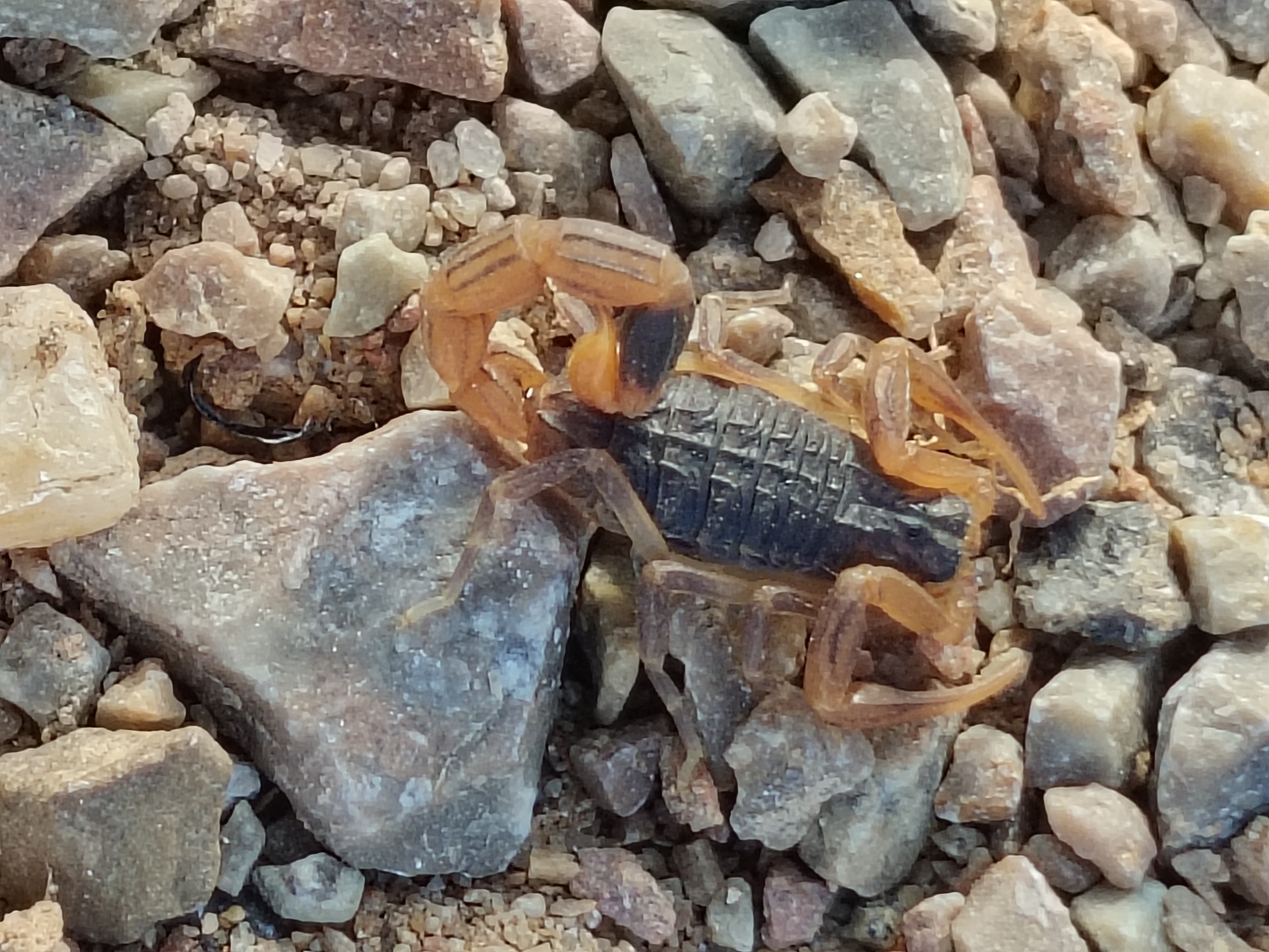 人类~敢触碰本尊吗^