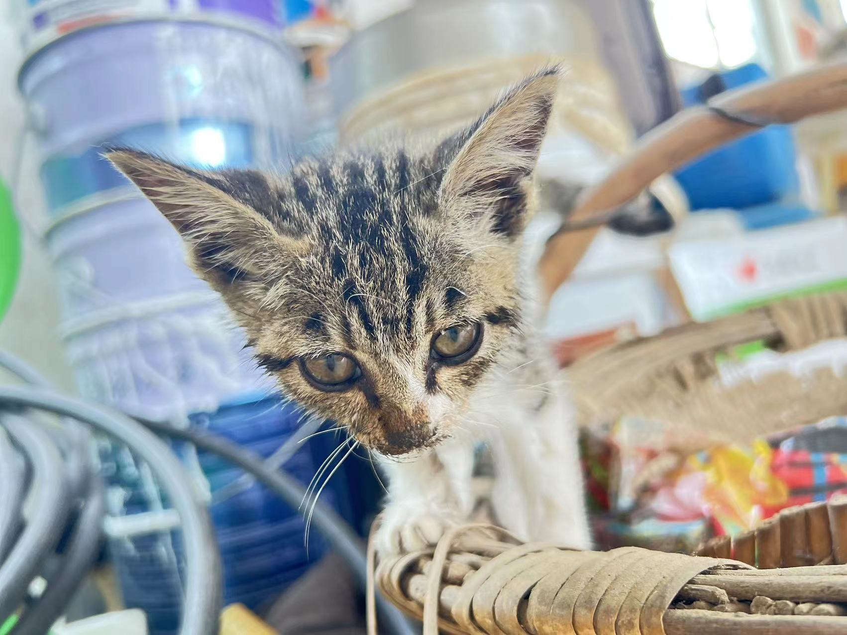 猫步吗？本喵最擅长啦~~