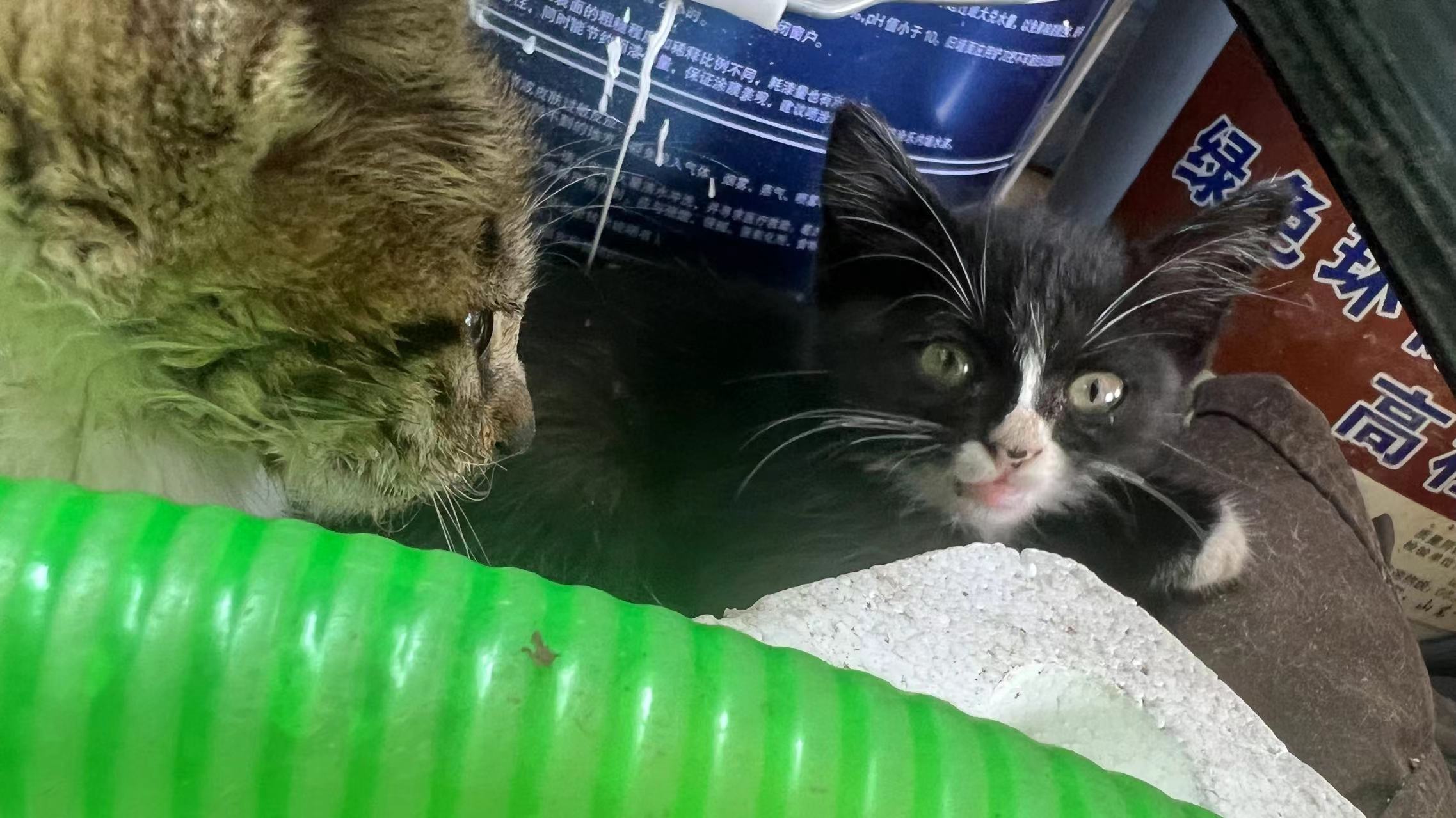 我们都不知道，这将是最后一眼 (ಥ﹏ಥ)