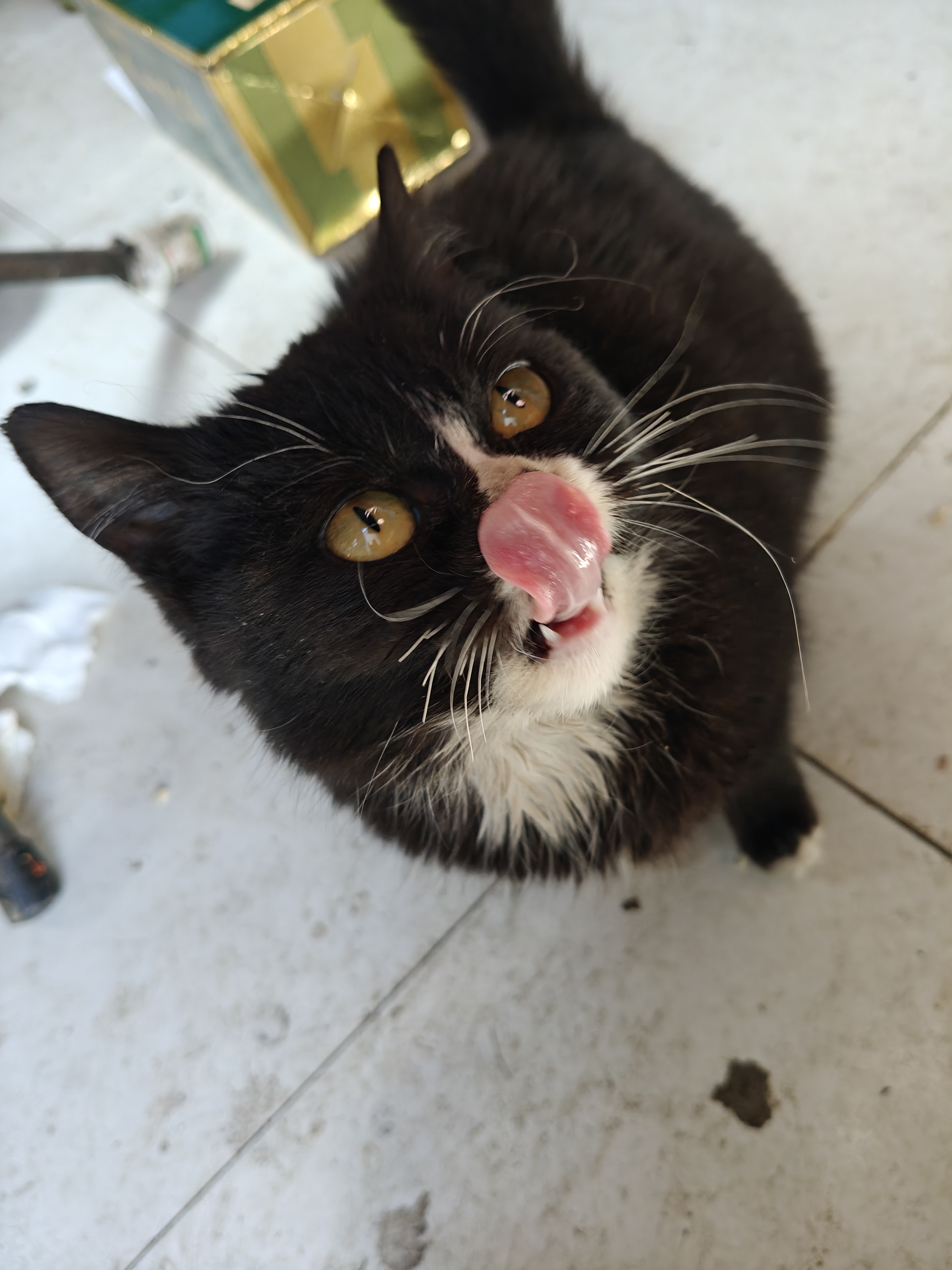 本喵王已经迫不及待了  ⸜(๑'ᵕ'๑)⸝⋆*