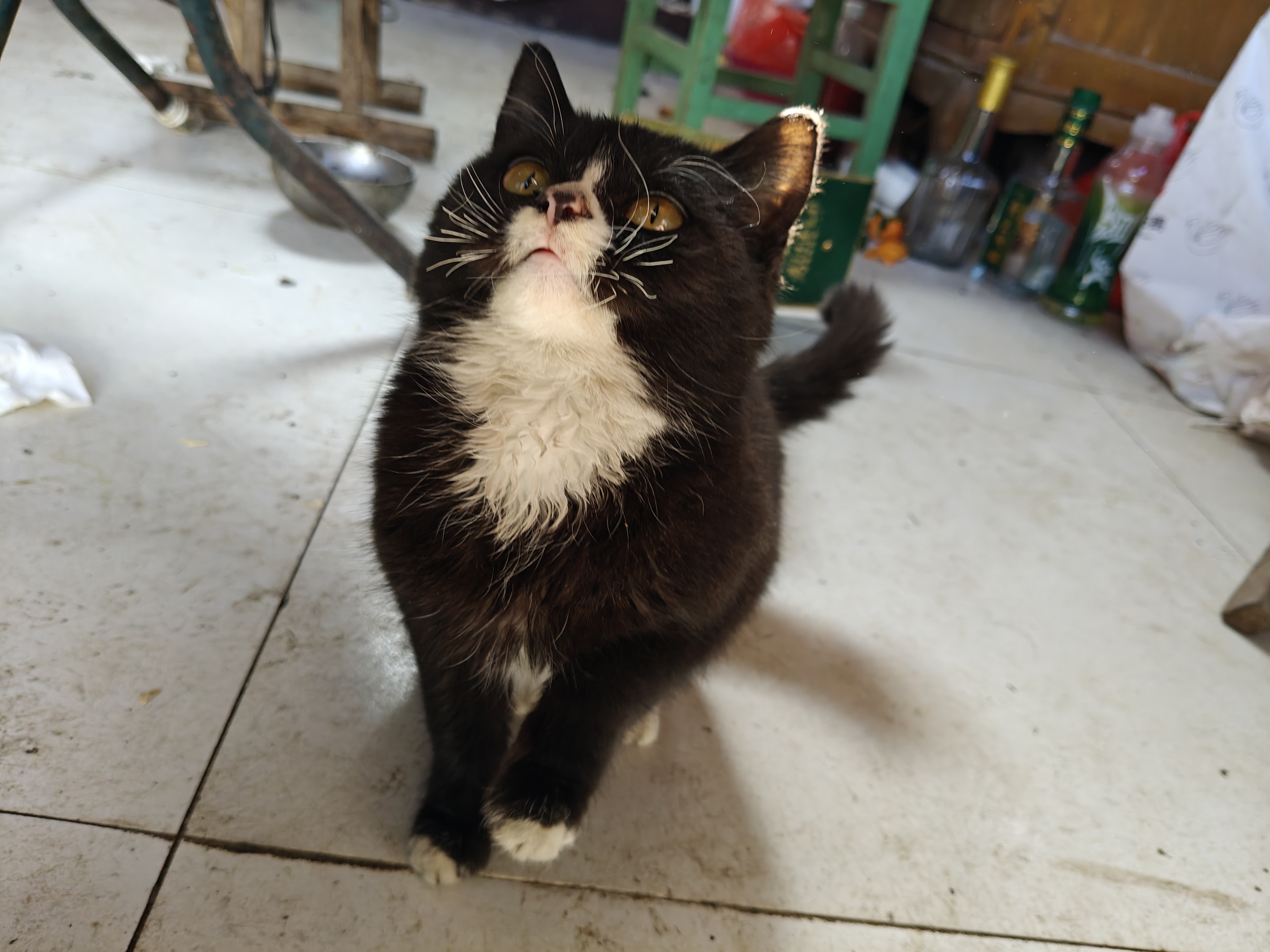 等待投喂中 (๑❛ᴗ❛๑)